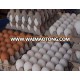 Fresh Table Chicken Eggs ( Brown and White)